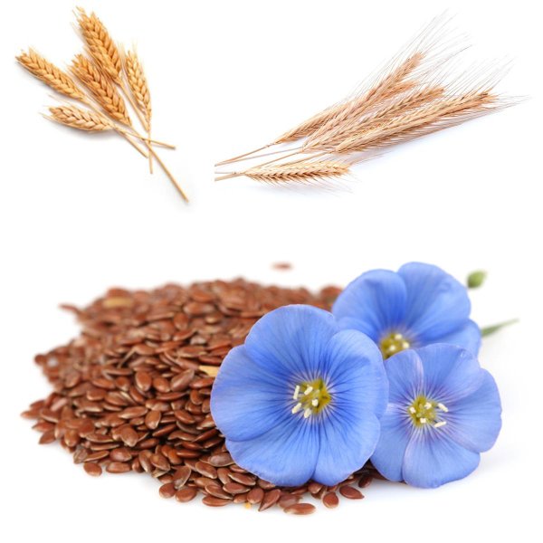 Семена льна на прозрачном фоне