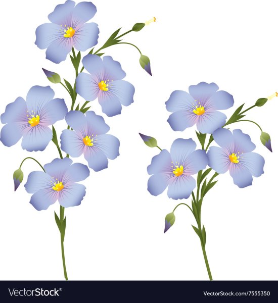 Цветы льна на прозрачном фоне