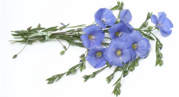 Цветы льна на прозрачном фоне