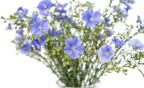 Лен на белом фоне