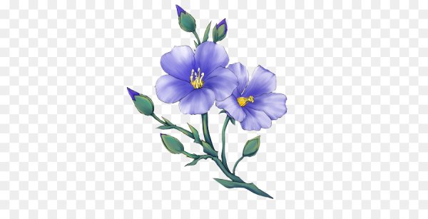 Цветы льна на прозрачном фоне