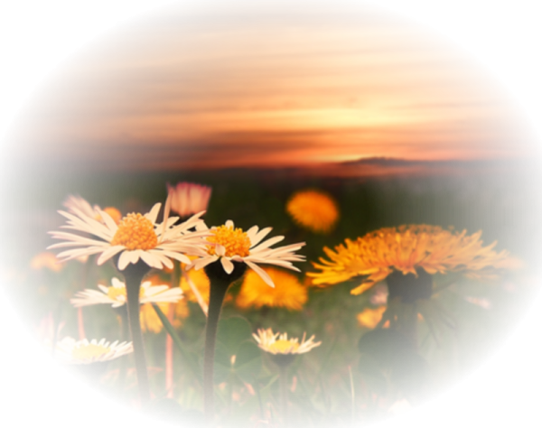 Летнее утро клипарт