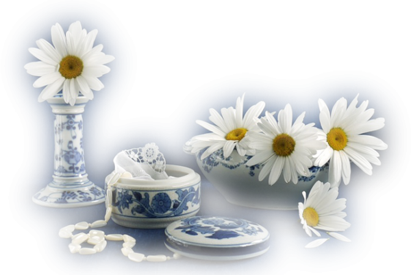 Ромашки ранним утром на прозрачном