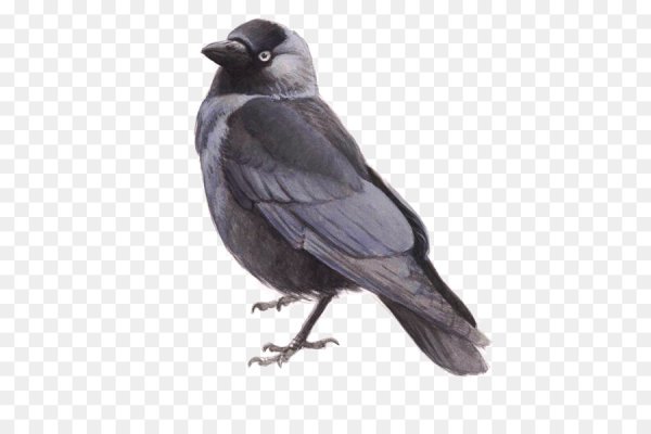 Галка на белом фоне