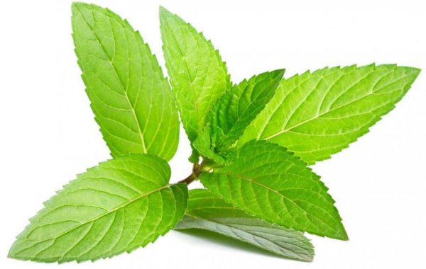 Зелень мята