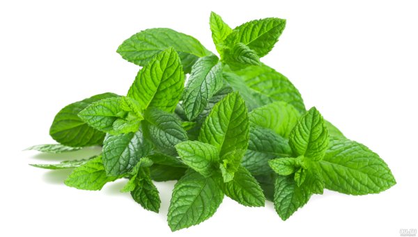 Мята перечная ментол