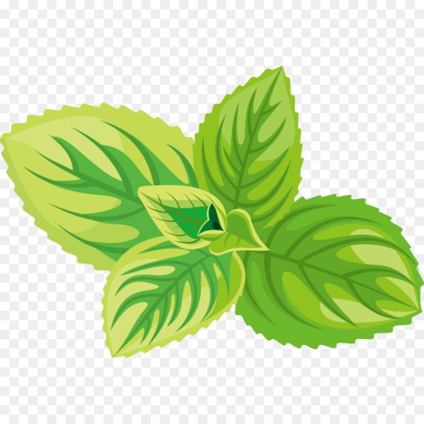 Мята без фона