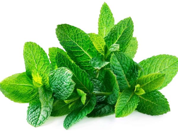 Листья мяты (Mentha piperita)
