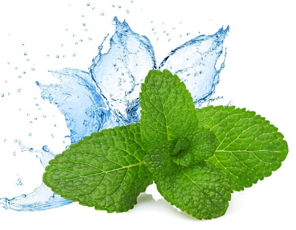 Мята без фона