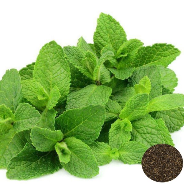 Мята перечная ментол
