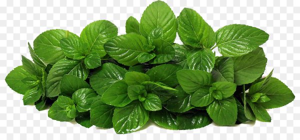 Зелень мята