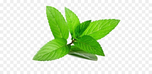 Мята без фона