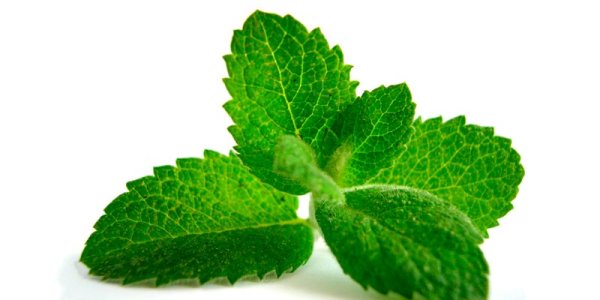 Листики мяты на белом фоне
