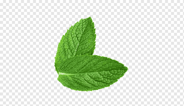 Листок мяты