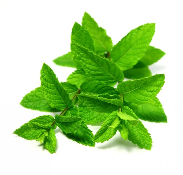 Шалфейная мята