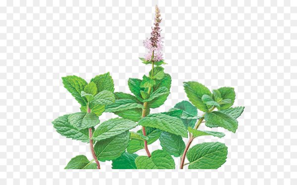 Мята перечная куст