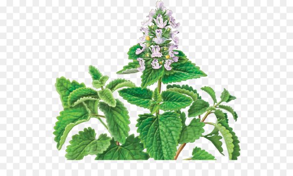 Мята Mentha requienii