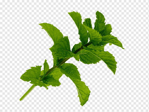 Мята перечная веточка