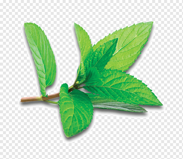 Мята перечная листик