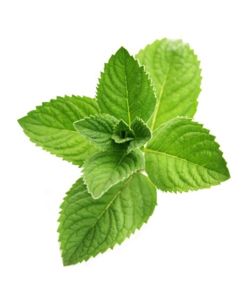 Мята перечная веточка