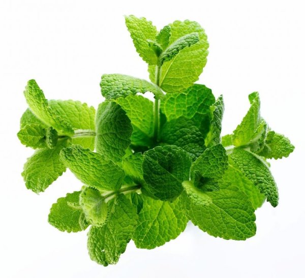 Лимонник, петрушка, Мелисса,