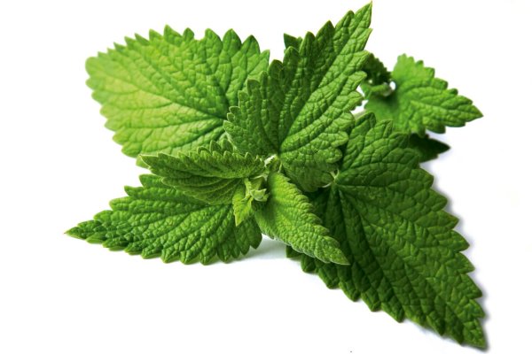 Листья мяты