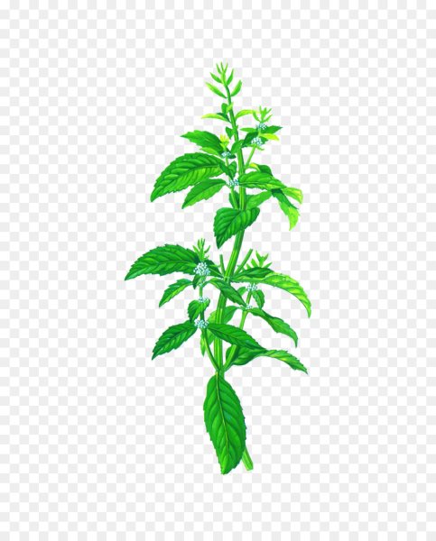 Мята piperita spicata Chocolate Mint