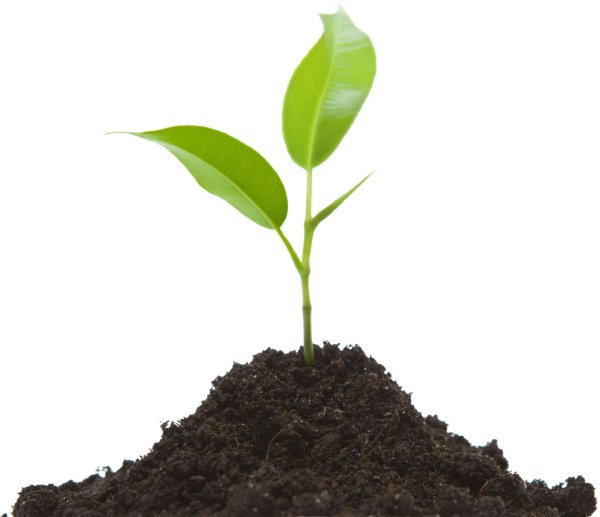 Росток в земле
