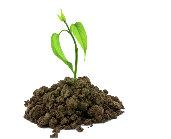 Росток дерева