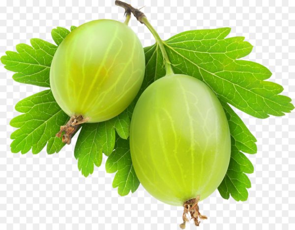 Крыжовник ягода