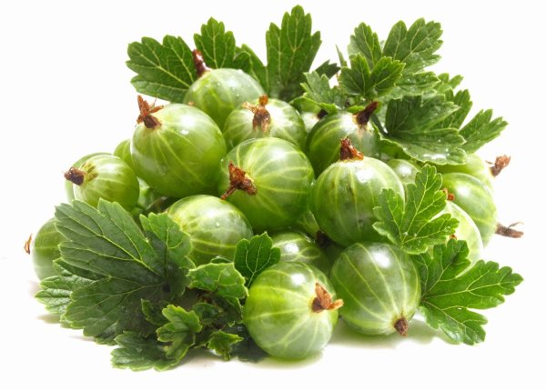 Крыжовник Изабелла