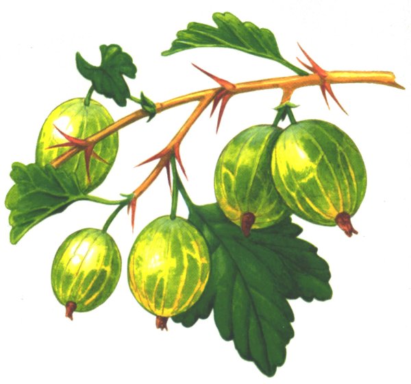 Крыжовник обыкновенный листья