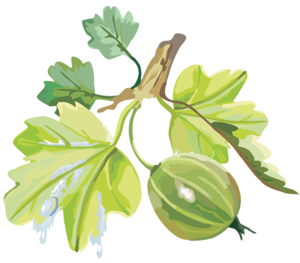 Крыжовник ягода вектор