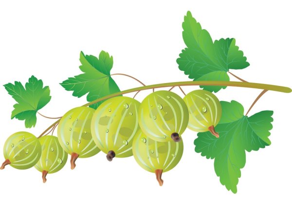 Куст крыжовника вектор