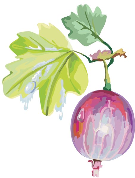 Крыжовник для детей