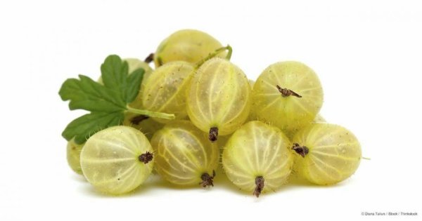 Крыжовник прозрачный