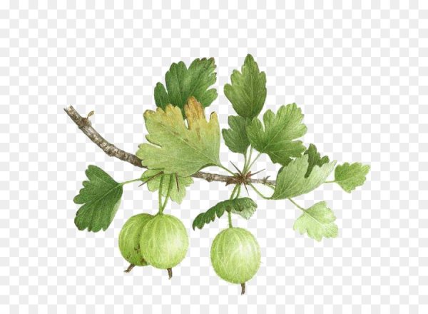 Крыжовник Ботаническая иллюстрация