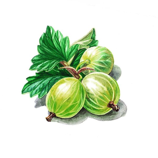 Крыжовник для детей