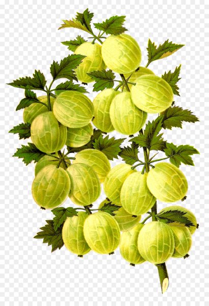 Крыжовник куст