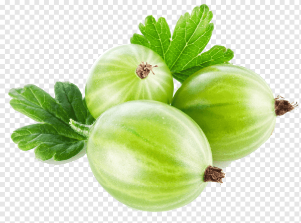 Крыжовник на белом фоне