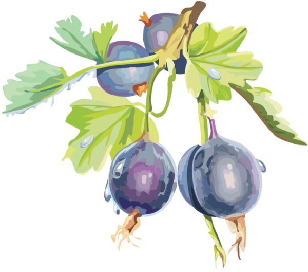 Крыжовник на прозрачном фоне для фотошопа