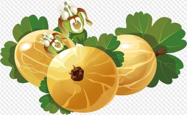 Крыжовник на белом фоне