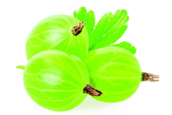 Крыжовник вектор