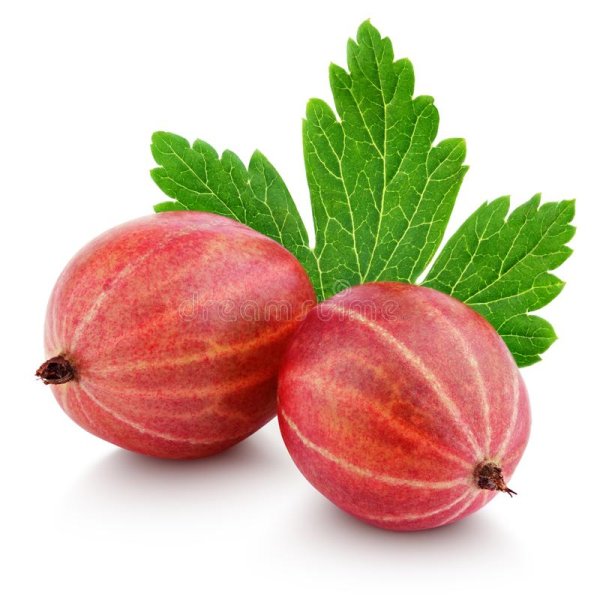 Крыжовник прозрачный красный