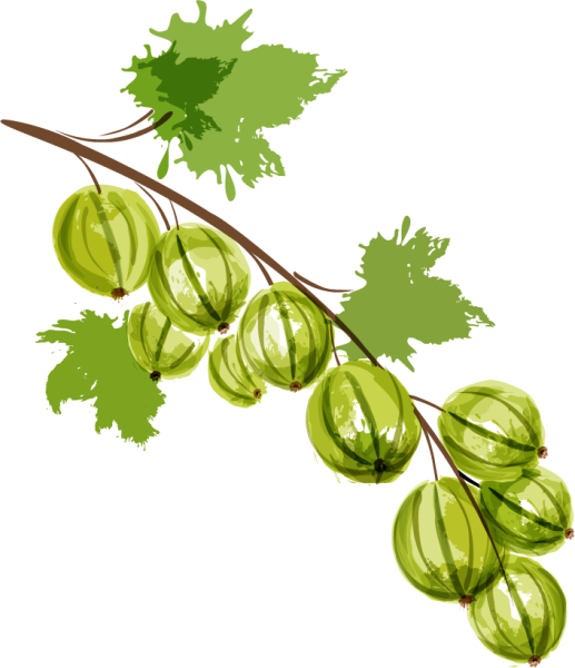 Крыжовник вектор