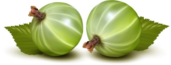 Крыжовник одна ягода