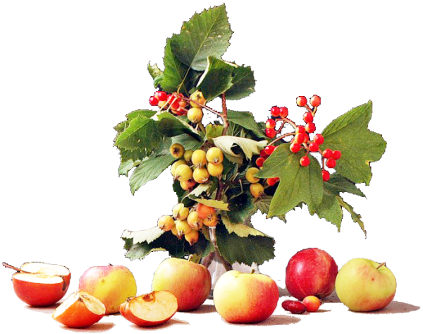 Осенний натюрморт на прозрачном фоне