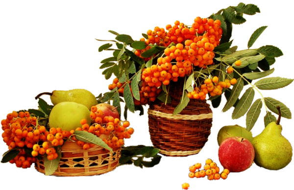 Осенние плоды на прозрачном фоне