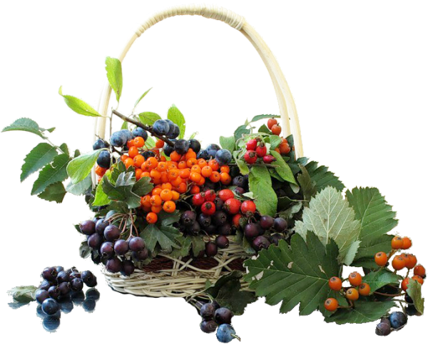 Осенняя корзинка с ягодами