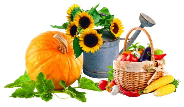 Урожай клипарт